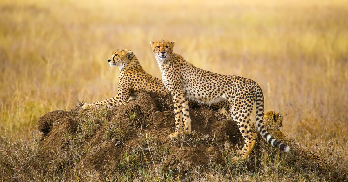 Cheetahs-in-the-Serengeti.webp