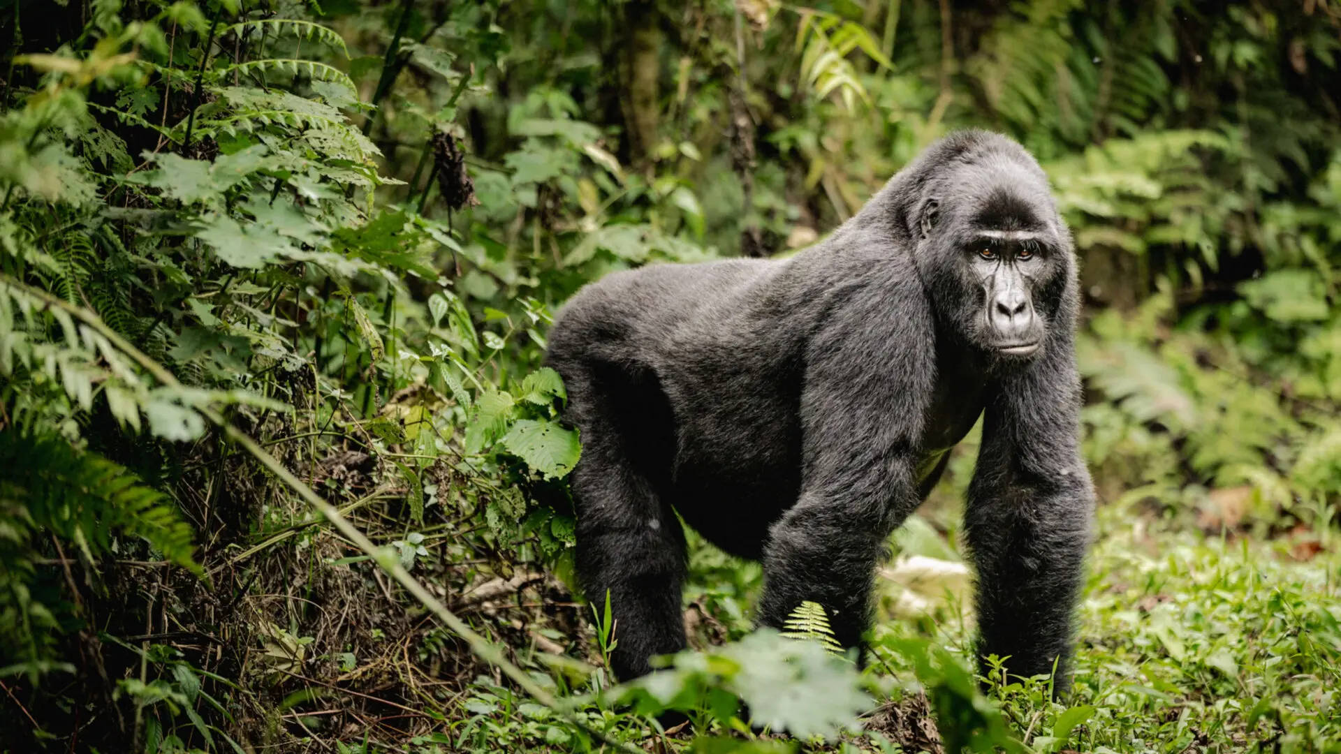 gorilla-bwindi-impenatreble-forest-uganda-1920x1080.jpg.webp
